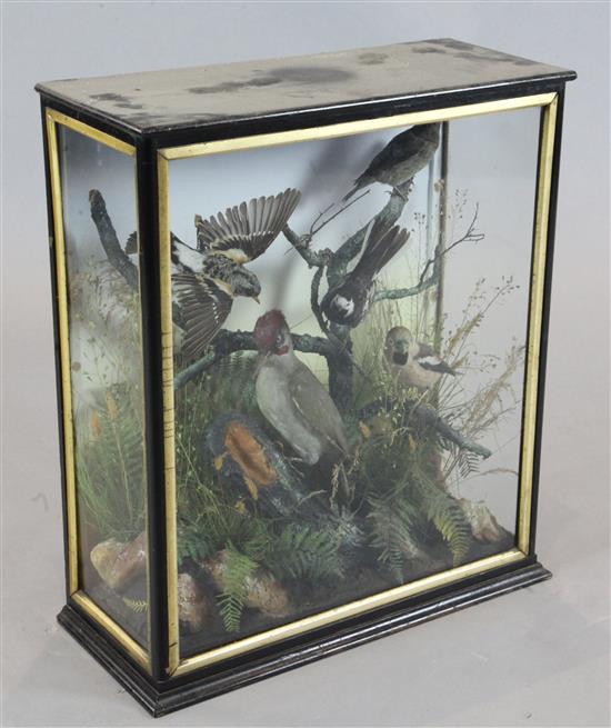 A late Victorian taxidermic display case containing a Brambling, a Crossbill, a Water Wagtail, Hawfinch and Green Woodpecker, 25 x 22in